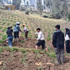 KKN Kolaboratif ASPIKOM Dorong Petani Podokoyo Bangun Branding Kentang Merah