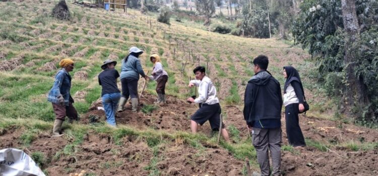 KKN Kolaboratif ASPIKOM Dorong Petani Podokoyo Bangun Branding Kentang Merah