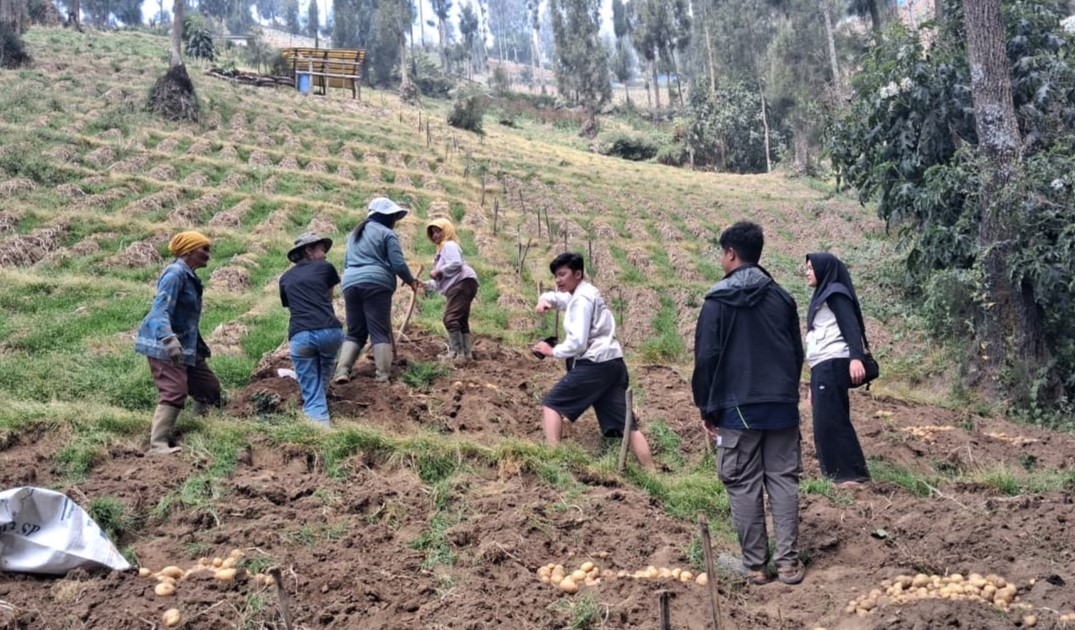KKN Kolaboratif ASPIKOM Dorong Petani Podokoyo Bangun Branding Kentang Merah
